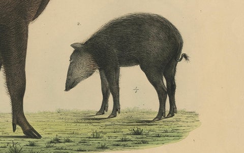 Rare Exotic Animal Print, Bornean Bearded Pig, Hand-Coloured, 1839, close-up 3