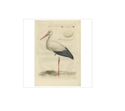 White Stork, Large 18th Century Ornithology Print by Sepp & Nozeman, 1789, view 2
