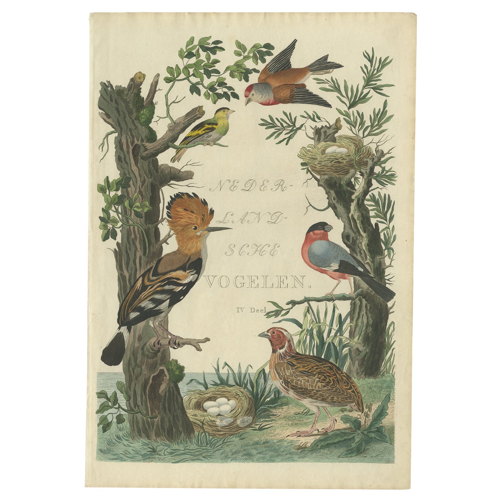 Rare Dutch Bird Print, Hoopoe, Bullfinch, Linnet and Quail, ca. 1770–1829