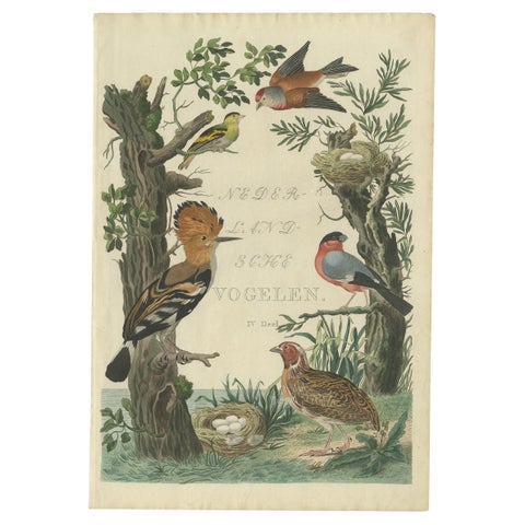 Rare Dutch Bird Print, Hoopoe, Bullfinch, Linnet and Quail, ca. 1770–1829