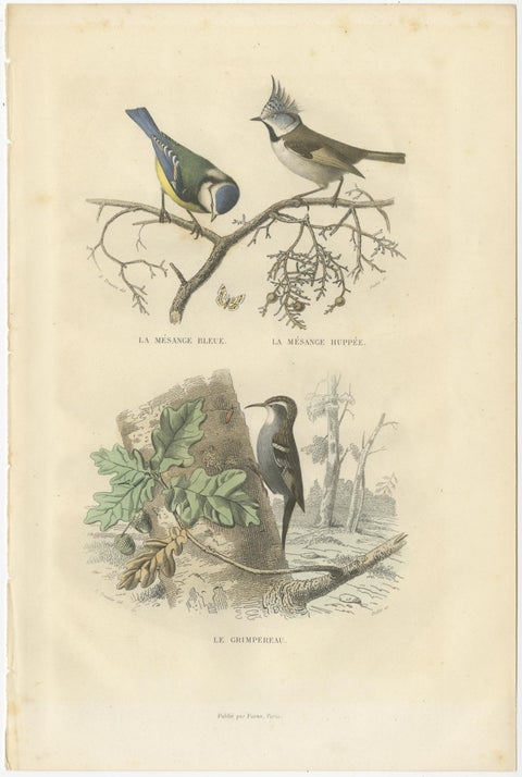 Set of 3 Antique Bird Prints, Blackcap, Whitethroat, Turtledove, circa 1850, view 4