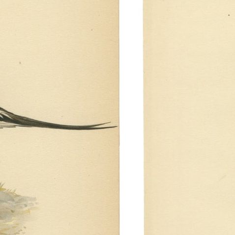 1929 Swedish Pintail Lithographs, Nordic Natural History Pair, close-up 2