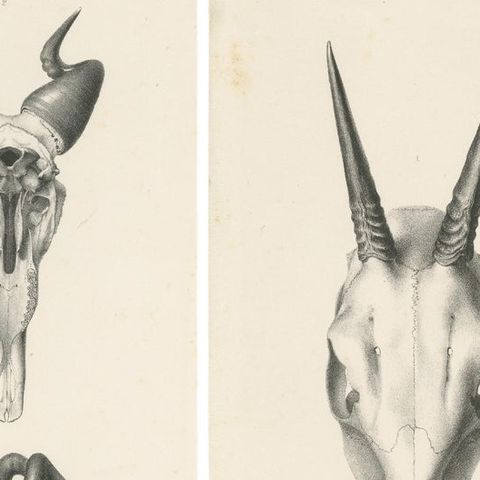 Set of 4 Antique Prints of Antelope Skulls, close-up 1