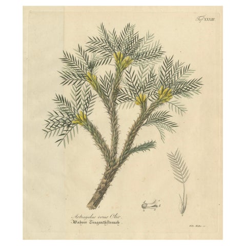 Antique Botanical Print of Astragalus Verus, Copper Engraving, c.1831