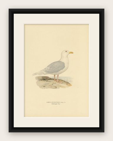 Antique Bird Print of the White-Winged Tern by Von Wright, 1929, shown framed