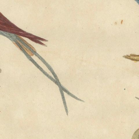 Antique Hummingbirds & Treecreepers Lithograph by Karl Joseph Brodtmann, 1816, close-up 6