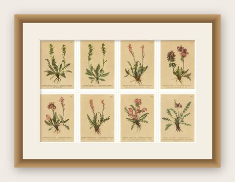Eight Small Original Antique Pedicularis Wildflower Prints from the Alps, 1897, shown framed
