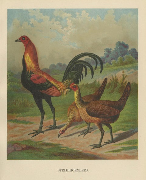 The Proud Game Fowl - A Rare 19th Century Poultry Lithograph, close-up 1
