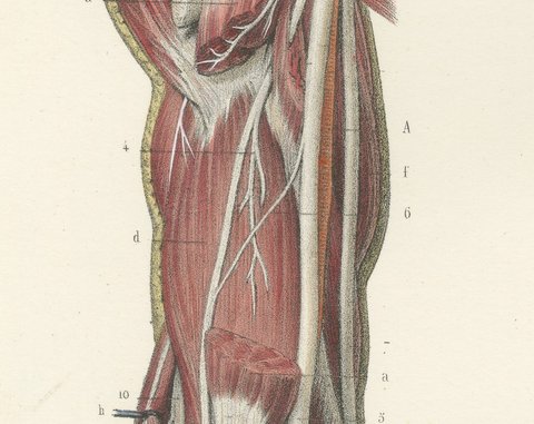 The Humerus and the Nerve Trunks of the Arm, Hirschfeld Anatomy Print, 1866, view 4
