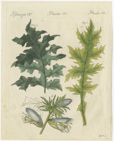 Acanthus Leaves, Classical Ornament Plant, Antique Bertuch Print, circa 1810, view 2