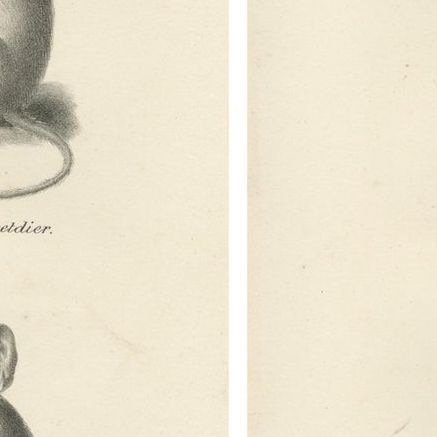 Sloth, Galago, and Lemur Species, Lithographs by C. Last, 1836, Natural History, close-up 2