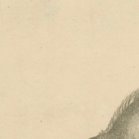 Antique Engraving of a Horse (Equus Caballus Linn.), drawn by Borifow, ca.1800, close-up 6