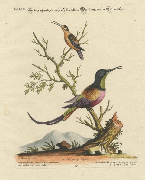 Large Red and Small Brown Hummingbirds Engraving by J.M. Seligmann, 18th Century, close-up 1