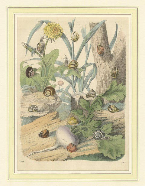 1856 Hand-Colored Lithograph of Snails in a Natural Habitat, close-up 4
