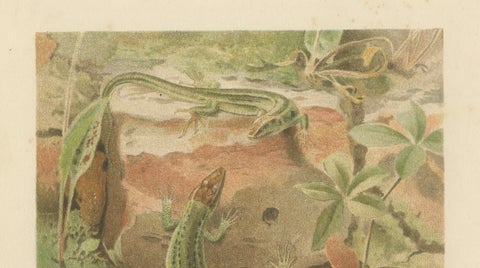 Wall Lizards, Antique Reptile Natural History Print by P.J. Smit, 1895, close-up 3
