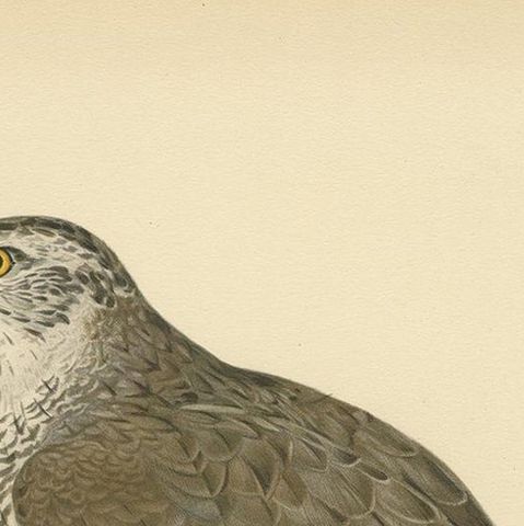 Antique Bird Print of a Female Goshawk by Von Wright '1929', close-up 1