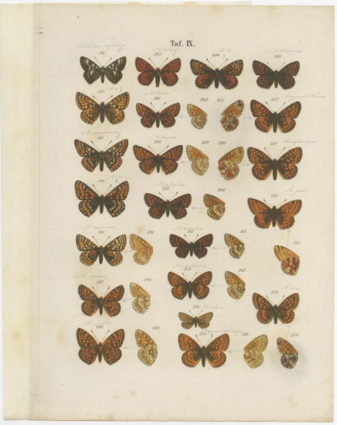Set of 7 Antique Prints of Various Butterflies and Moths by Ramann 'circa 1870', view 7