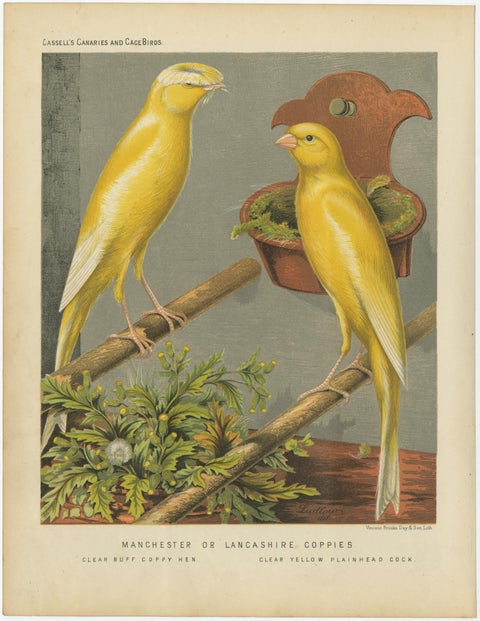 Antique Bird Print of the Manchester or Lancashire Coppies, circa 1880, view 2