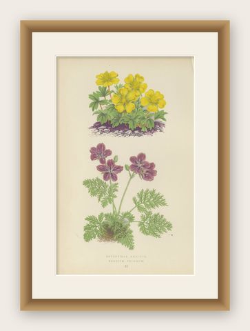 Yellow Cinquefoil and Rock Cranesbill, hand-coloured botanical print, 1874, shown framed