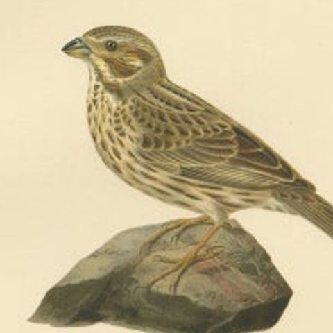 Antique Bird Print of the Corn Bunting by Von Wright, 1927, close-up 2