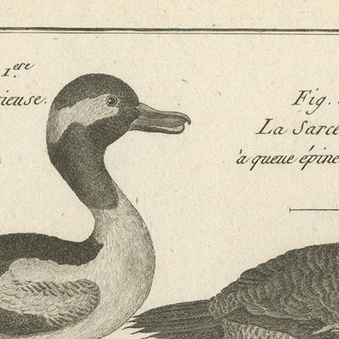 Antique Print of the Avocet Bird and various Ducks by Bonnaterre '1790', close-up 1