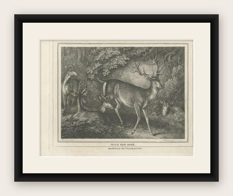 Antique Print of a Male Deer, 1812, shown framed