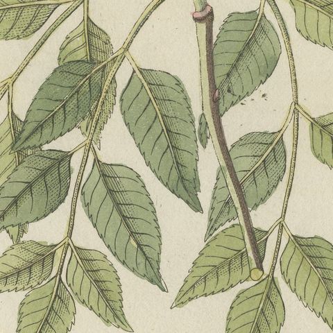 Manna Ash and Sarsaparilla Medicinal Plants, Antique Bertuch Print, circa 1805, close-up 3