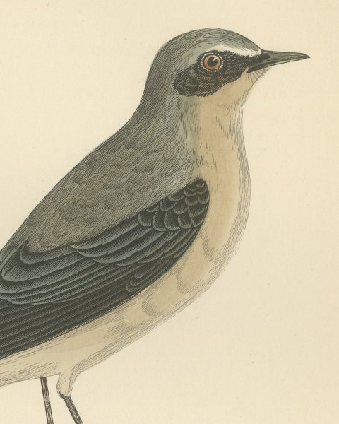 Wheatear Standing by Water, Antique Hand Colored Bird Print, Morris, 1896, close-up 1