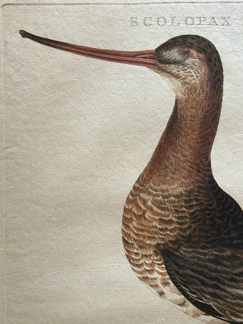 Scolopax Limosa, Antique Black-Tailed Godwit Print by Nozeman & Sepp, 1809, view 5