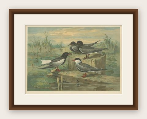 Antique Bird Print of Black Terns in Marsh Landscape, 19th Century, shown framed