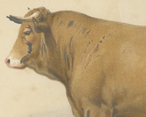 Femeline Bull, French Cattle Breed, Antique Chromolithograph by Borie, 1863, close-up 1