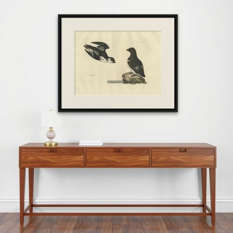 The Little Auk - A Life Seize Study Engraved in Seasonal Plumage by Selby, 1826, shown framed on a wall