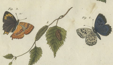 Silver-Washed Fritillary, Large Blue, Brown Hairstreak, Copper Butterflies, 1805, close-up 2