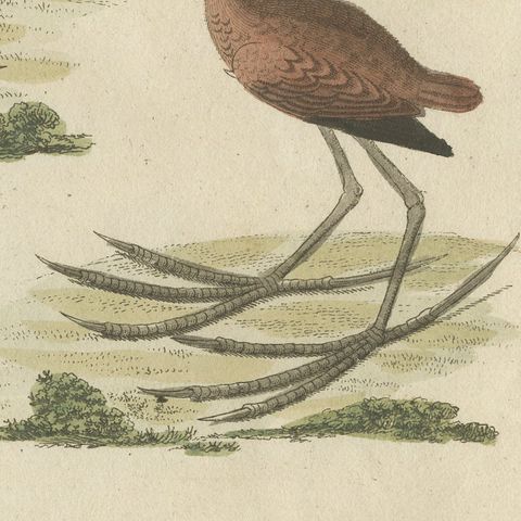 Jacanas and Wading Birds with Long Toes, Antique Bertuch Print, circa 1805, close-up 1