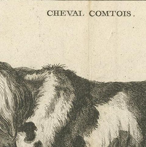 Antique Print of a Comtois Horse by Fessard, '1819', close-up 1