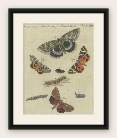 Vivid Lepidoptera: Hand-Colored 18th-Century Butterfly and Moth Studies, shown framed