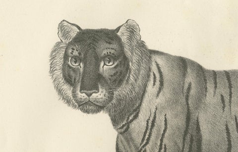 19th-Century Lithograph of the Majestic Striped or Royal Tiger, close-up 3