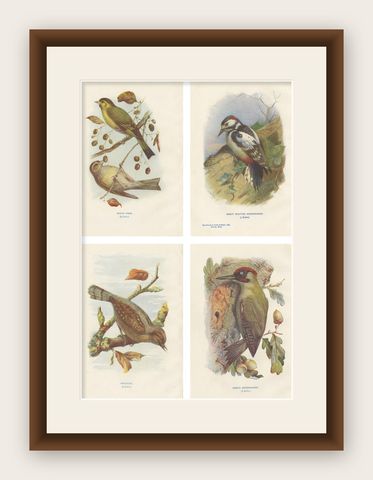 Set of 4 Antique Bird Prints Siskin, Woodpecker, Wryneck, 1901, shown framed