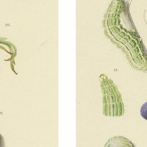 Antique Dutch Plusia Moneta Moth Diptych, Hand-Colored by Sepp & Brants, 1908, close-up 5