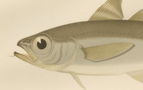 Esmark's Cod and Grenadier Fish - Rare and Striking Scandinavian Litho, 1895, close-up 1