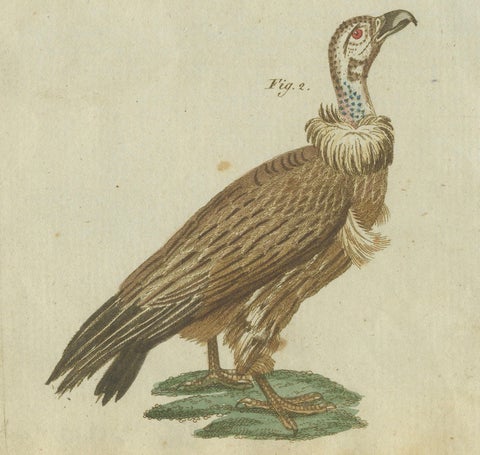 Majestic Scavengers: Hand-Colored Engraving of Vultures and Birds of Prey, 1805, close-up 2