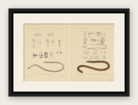 Set of 2 Antique Prints of the Anatomy of a Worm Lizard and Other Amphibians, shown framed