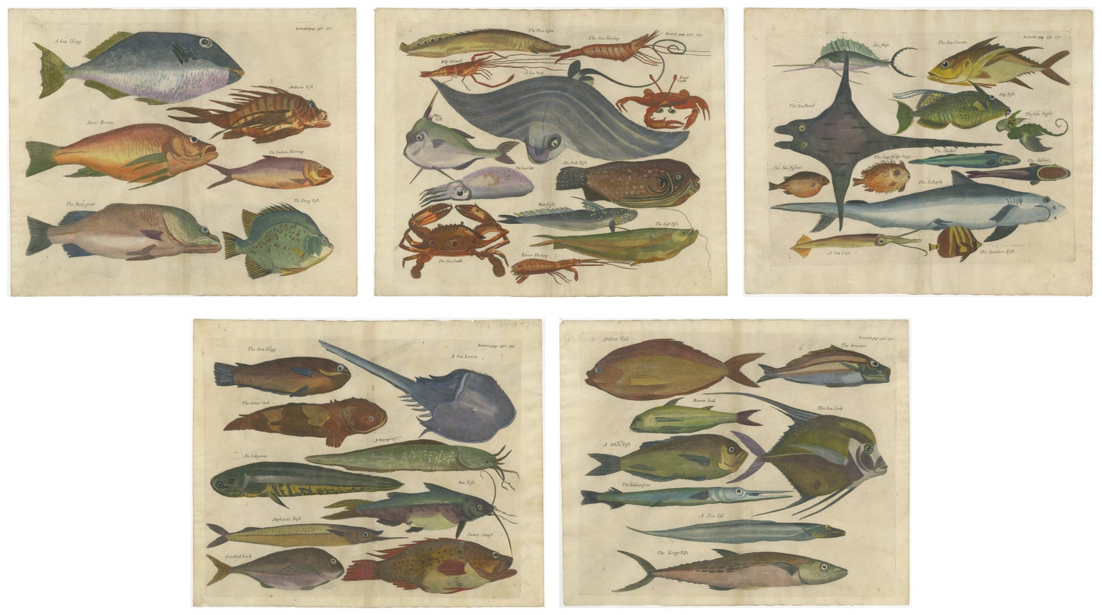 Exotic Fish Prints - Set of Five Hand-Colored Engravings by John Nieuhoff, c1704