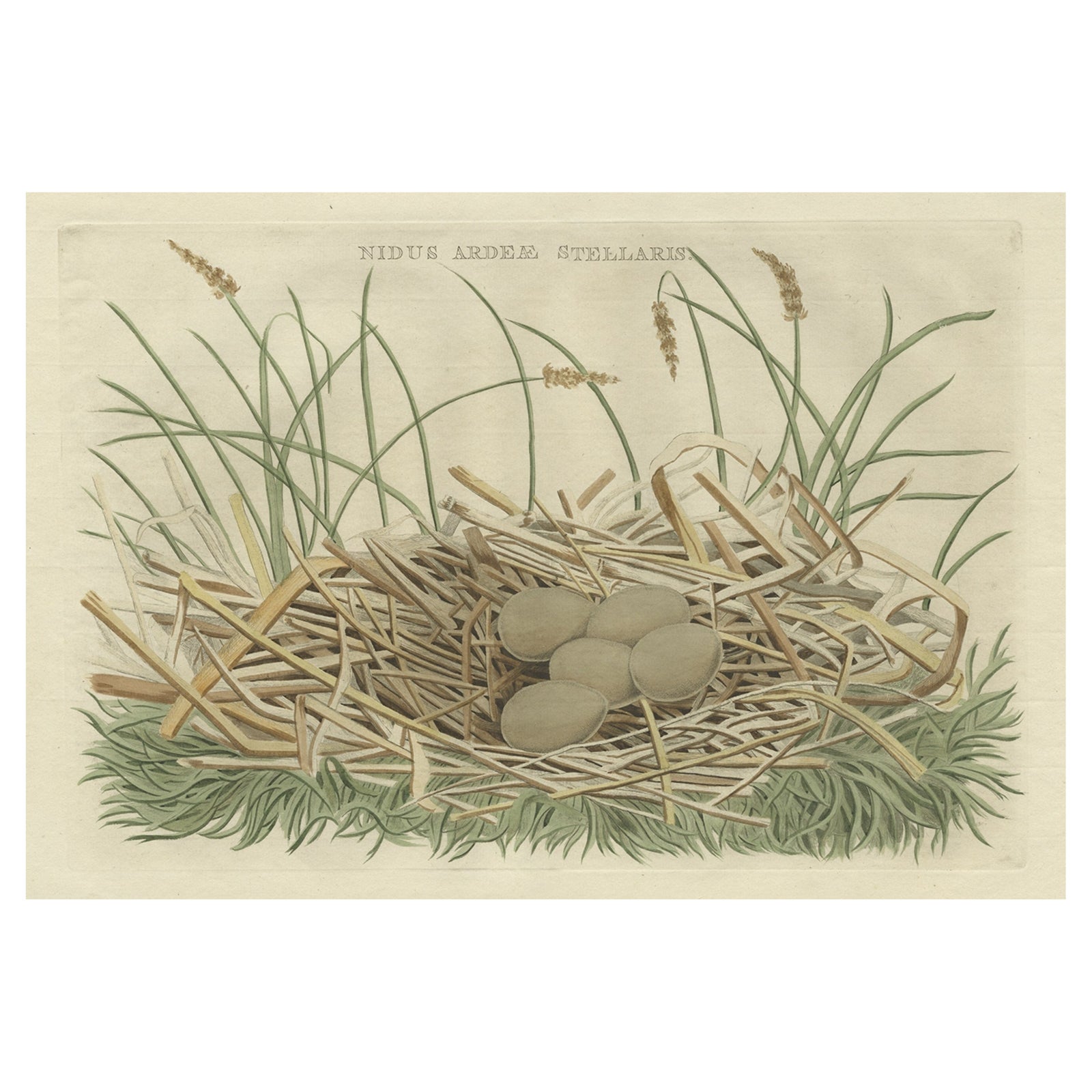 Birds Nest and Eggs of the Eurasian Bittern or Great Bittern, 1770