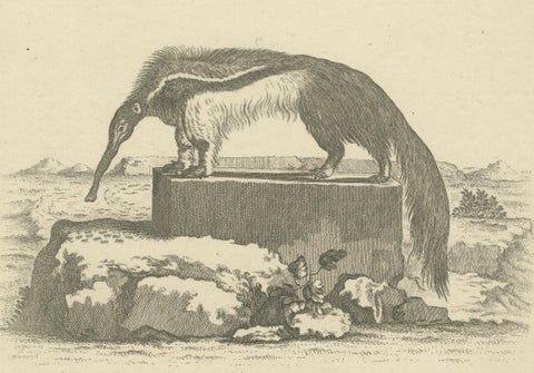 Giant Anteater, Antique Zoological Engraving by De Sève & Leitner, ca.1800, close-up 1