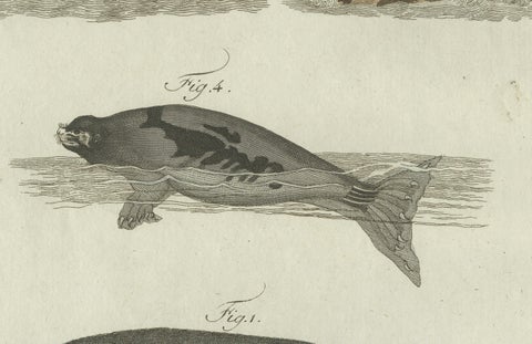 Original Antique Print of Seals, Sea Lion and Manatee by Bertuch, 1790, close-up 4