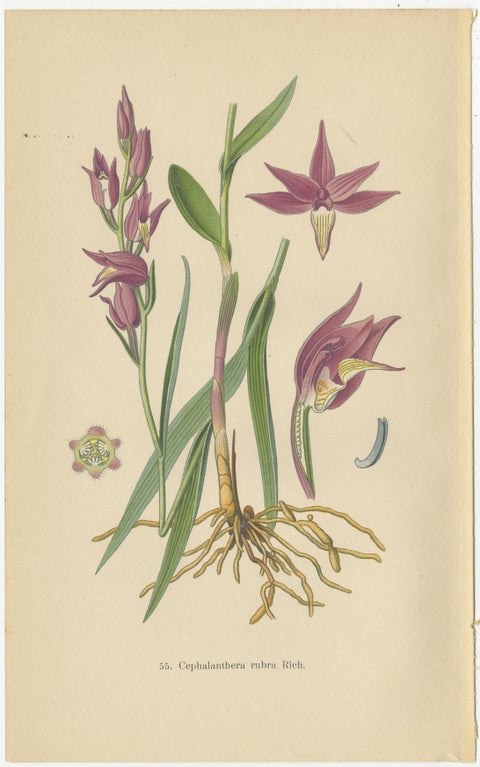 Historic Orchids: A 1904 Catalogue Illustration, view 4