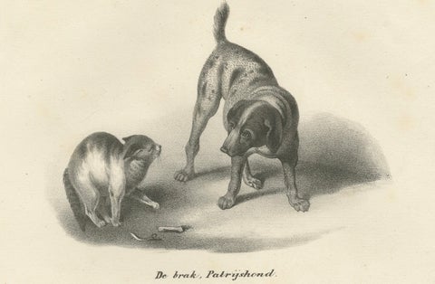 19th-Century Lithograph of Hunting Dogs and Dachshunds Interacting with Cats, close-up 5