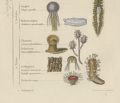 Interesting and Decorative Antique Print of Various Zoophytes, 1854, close-up 2