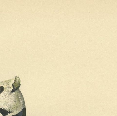 Antique Bird Print of the Steller's Eider by Von Wright, 1929, close-up 1